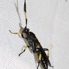 Black and Yellow Ichneumonid Wasp