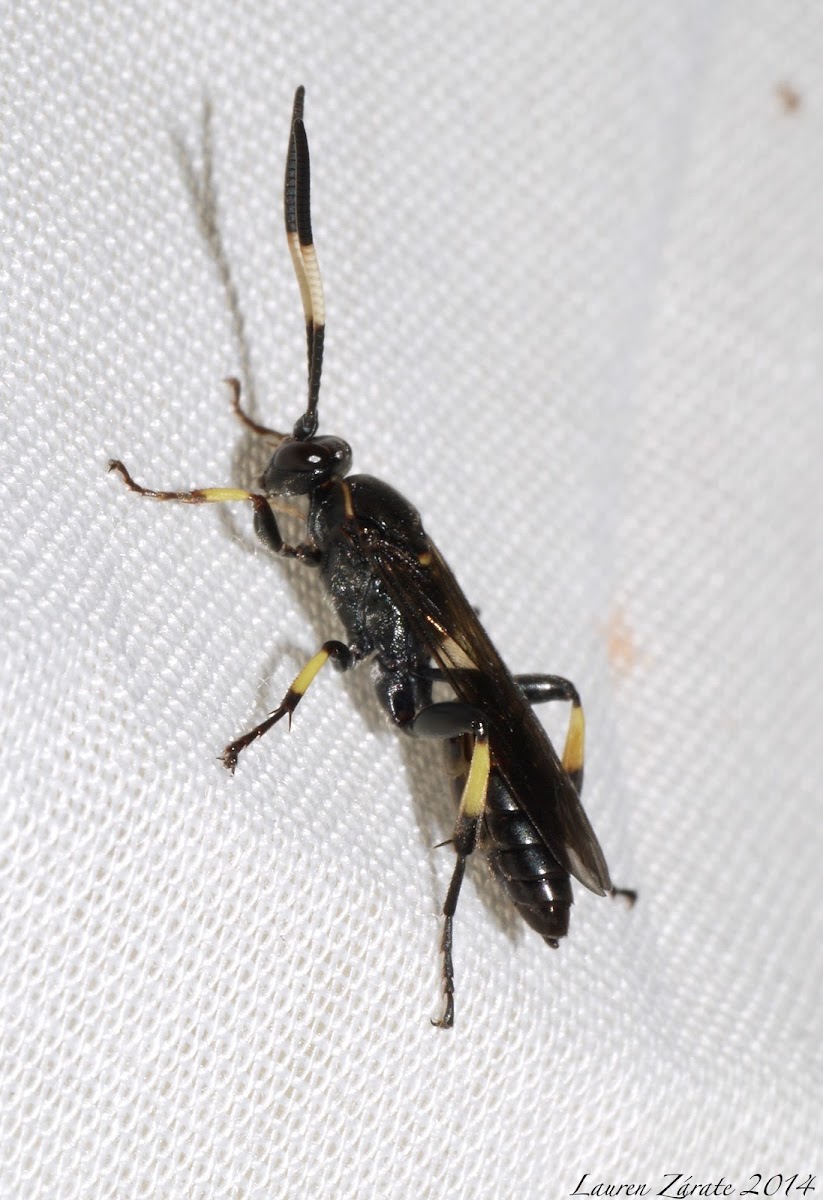 Black and Yellow Ichneumonid Wasp