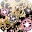 KALEIDOオルゴール～笛吹きと犬～ Download on Windows