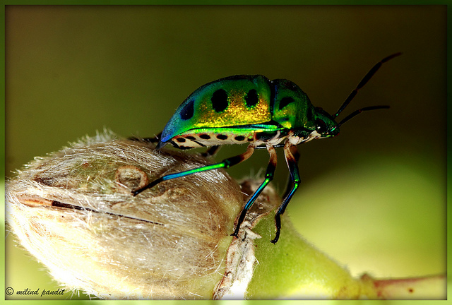 Jewel Bug