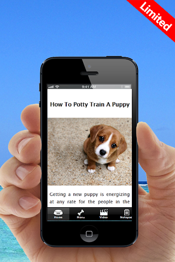 Learn How To Potty Train A Dog