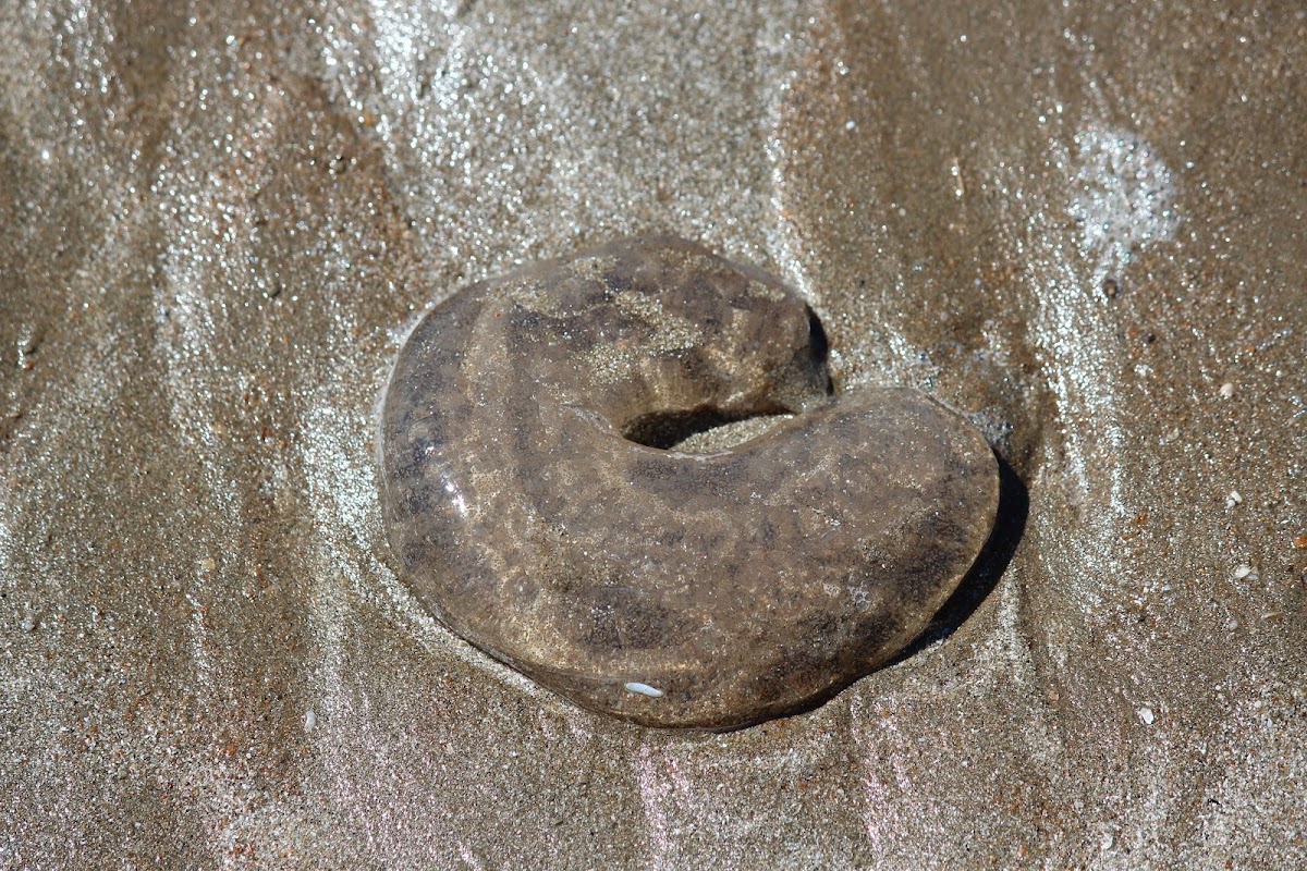 Egg mass of Moon Snail Project Noah