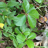 American wintergreen, eastern teaberry, boxberry
