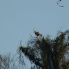 Southern Lapwing & Caracara falcon