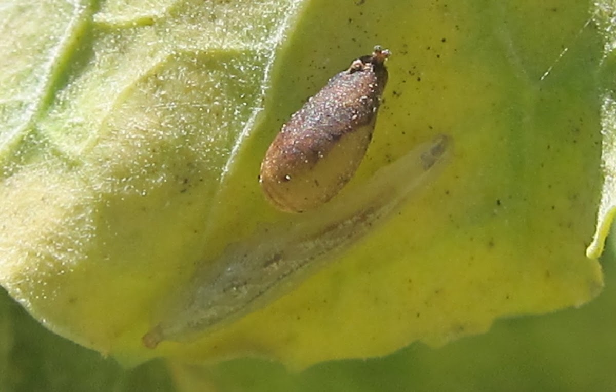 Hover Fly Larva and Pupa