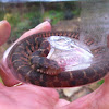 Southern banded water snake
