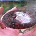 Southern banded water snake