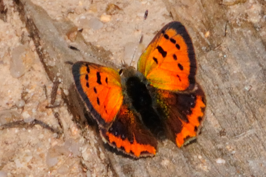 Common Copper, Manto bicolor