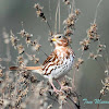 Fox Sparrow