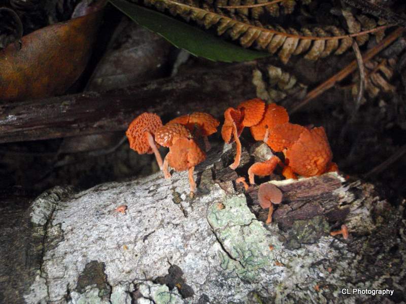 Orange pore fungi