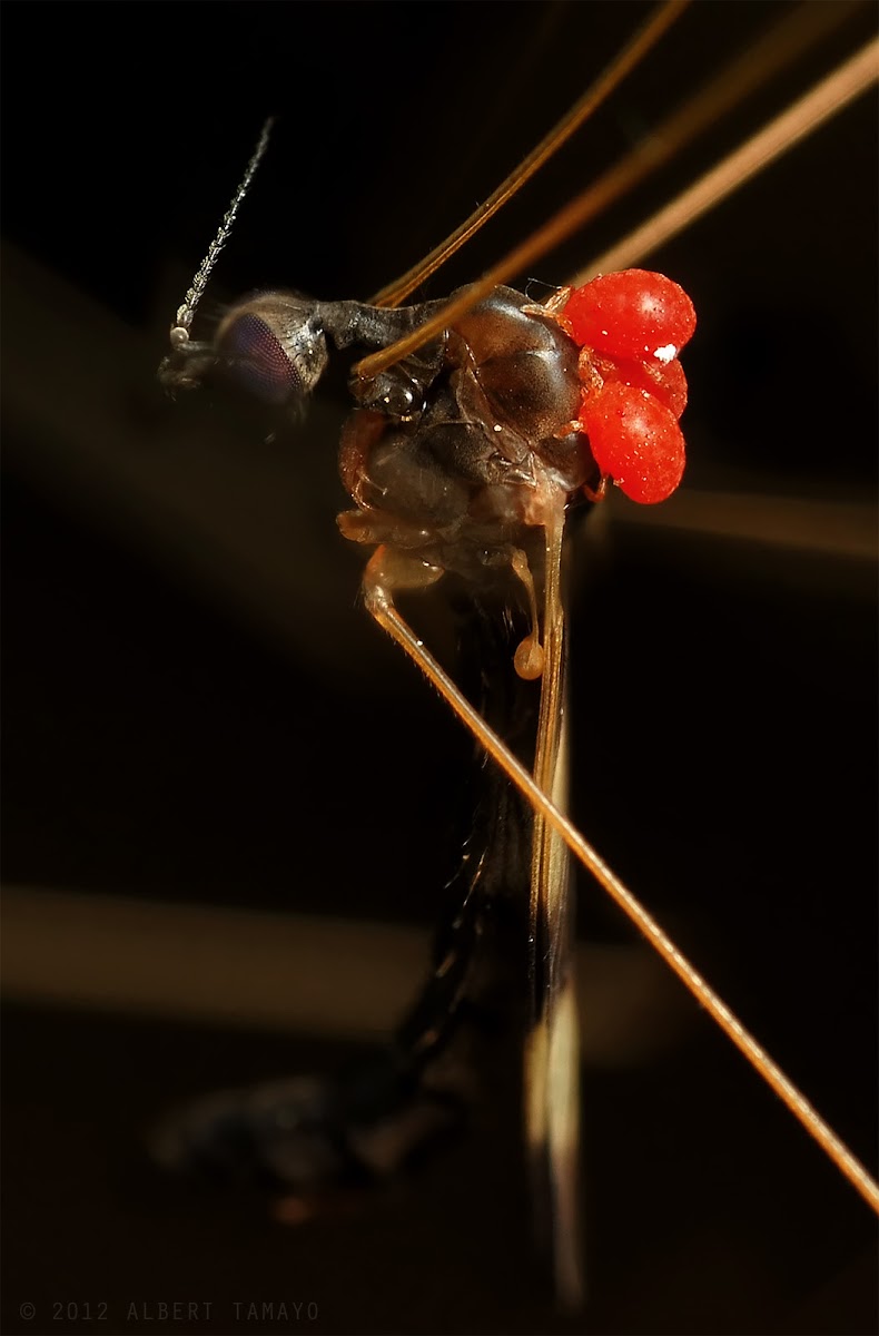 Crane fly with red mites