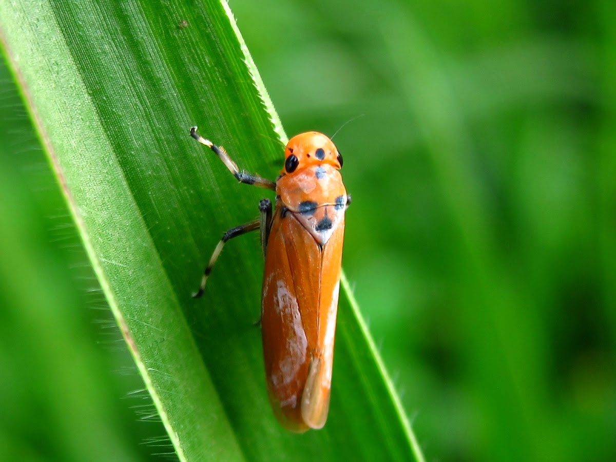 Orange Leafhopper