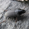 Ground Beetle (male)