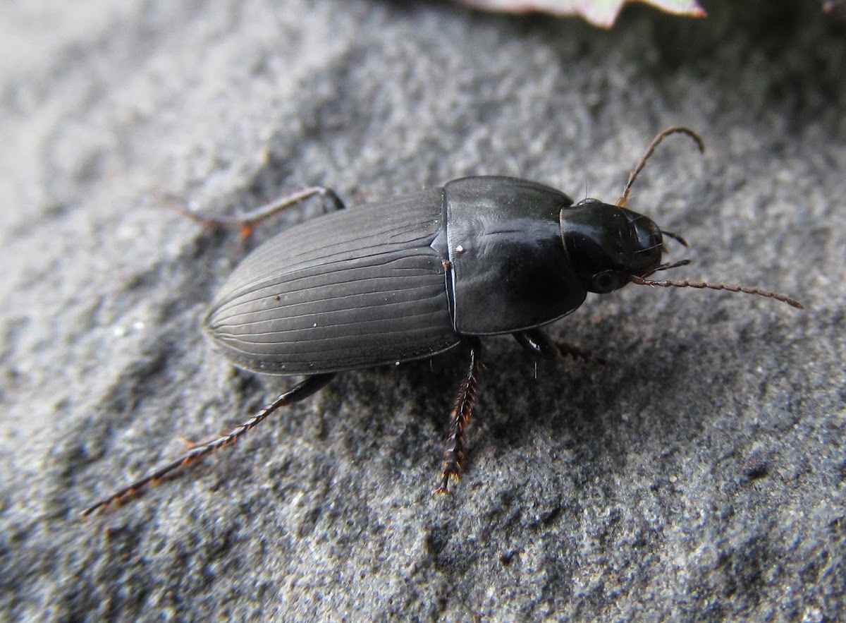 Ground Beetle (male)