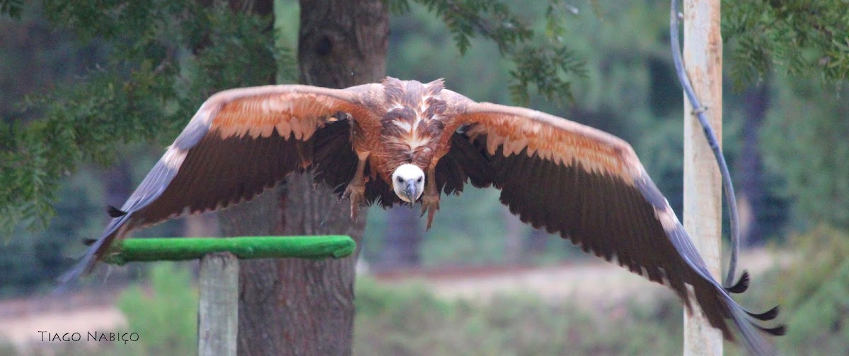 Grifo,Griffon Vulture