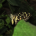 butterfly in my garden