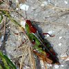Southern Green-striped Grasshopper