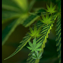 Ganja Weed Rain Wallpaper logo