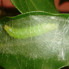 Caterpillar inside a cocoon