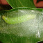 Caterpillar inside a cocoon