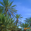 The date palm - نخيل البلح