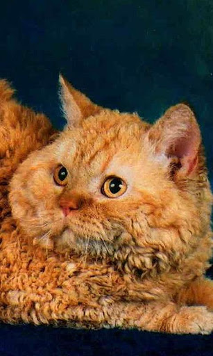 Selkirk Rex Wallpapers