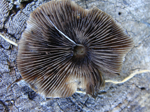 Inky-cap mushrooms | Project Noah