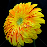 Yellow flower by Biljana Nikolic -  