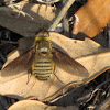 Lucifer's Bee Fly