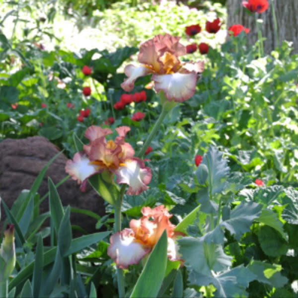 Bearded Iris 'Cinnamon Girl' Project Noah