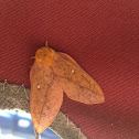 Orangestriped Oakworm Moth