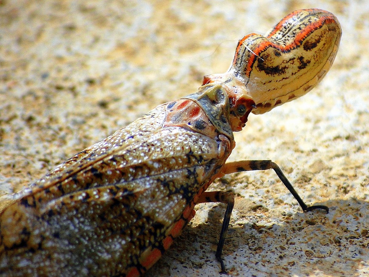 Alligator Bug
