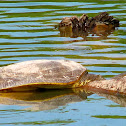 Midland Smooth Softshell Turtle