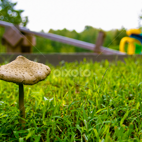 by Barak Johnson - Nature Up Close Mushrooms & Fungi
