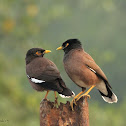 Common Myna