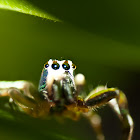 Jumping Spider