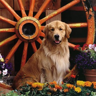 How to get Dogs Jigsaw Puzzles lastet apk for laptop