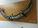 Woolly Mammoth Tusk Discovered at Ft Knox