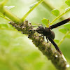 White wings wasp