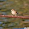 House Sparrow, Female