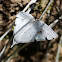 Pale Grey Heath Moth