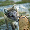 Arctic Fox