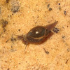 Zion snail