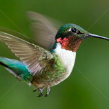 Ruby Throated Hummingbird by Mark Nicholson -  