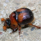Fancy Dung Beetle
