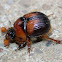 Fancy Dung Beetle