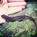 Ouachita dusky salamander
