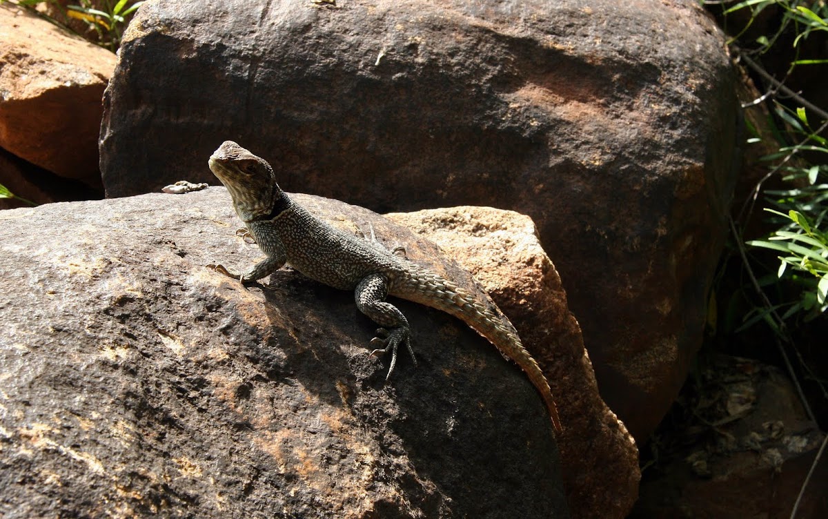 Madagascar Collared lizard