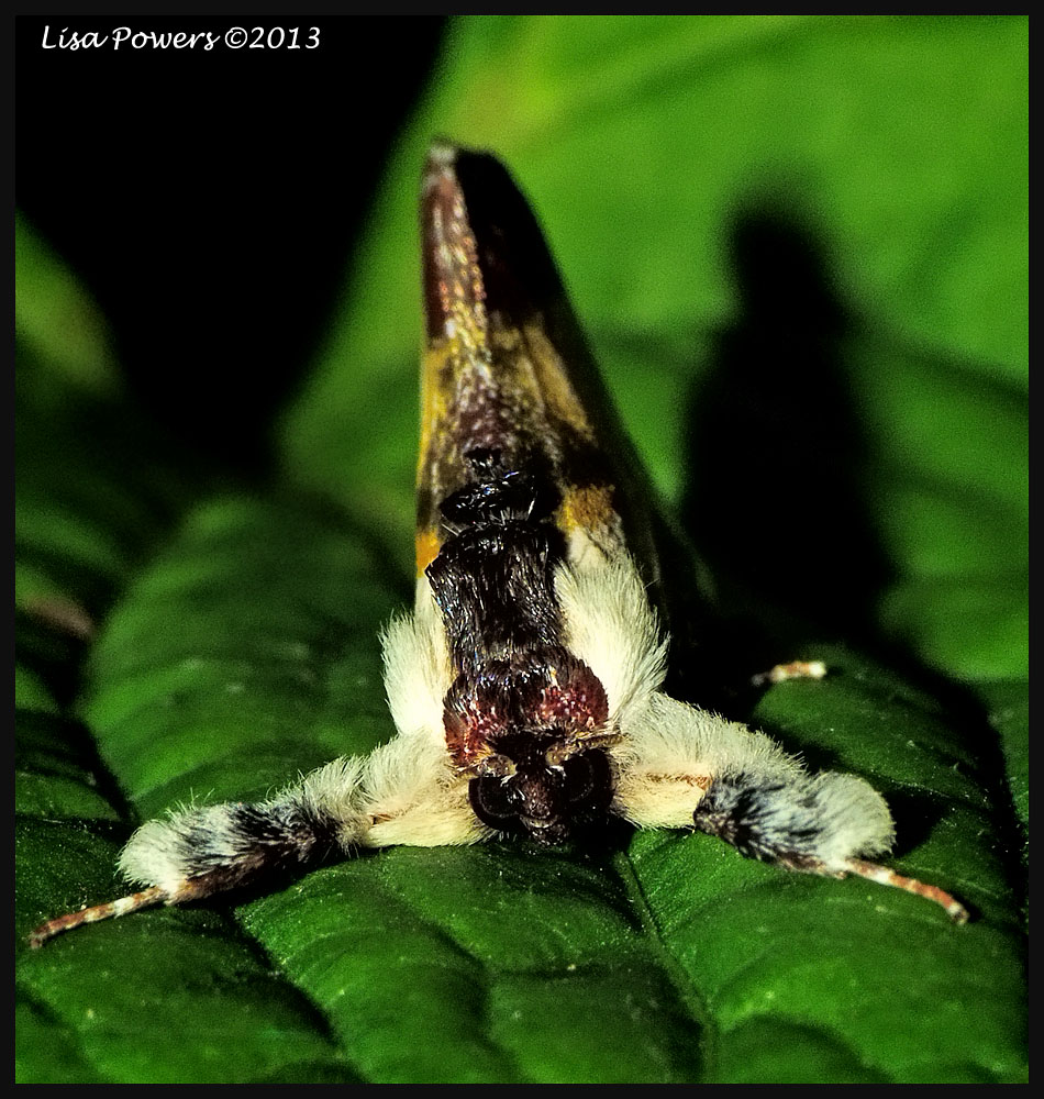 Beautiful Wood-nymph Moth