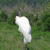 Wood Stork